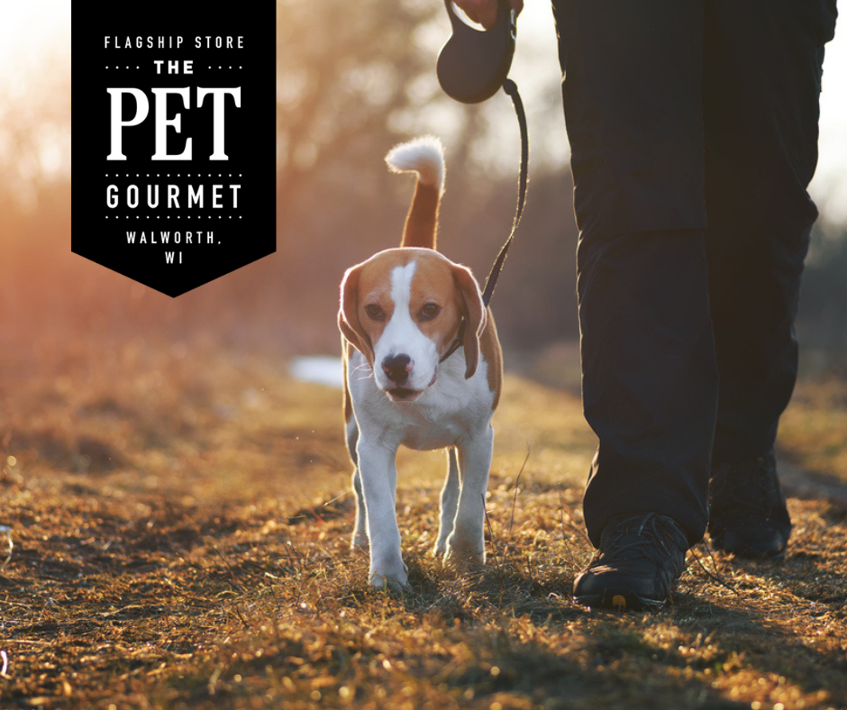 Spring Marketing Tips for Your Pet Business